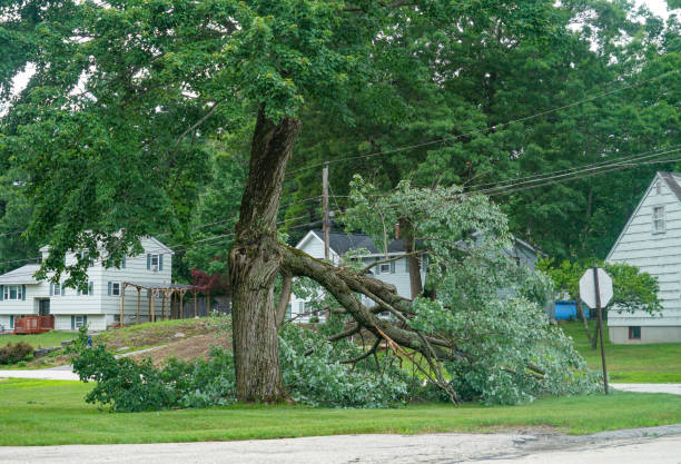 Best Hazardous Tree Removal  in Fort Oglethorpe, GA